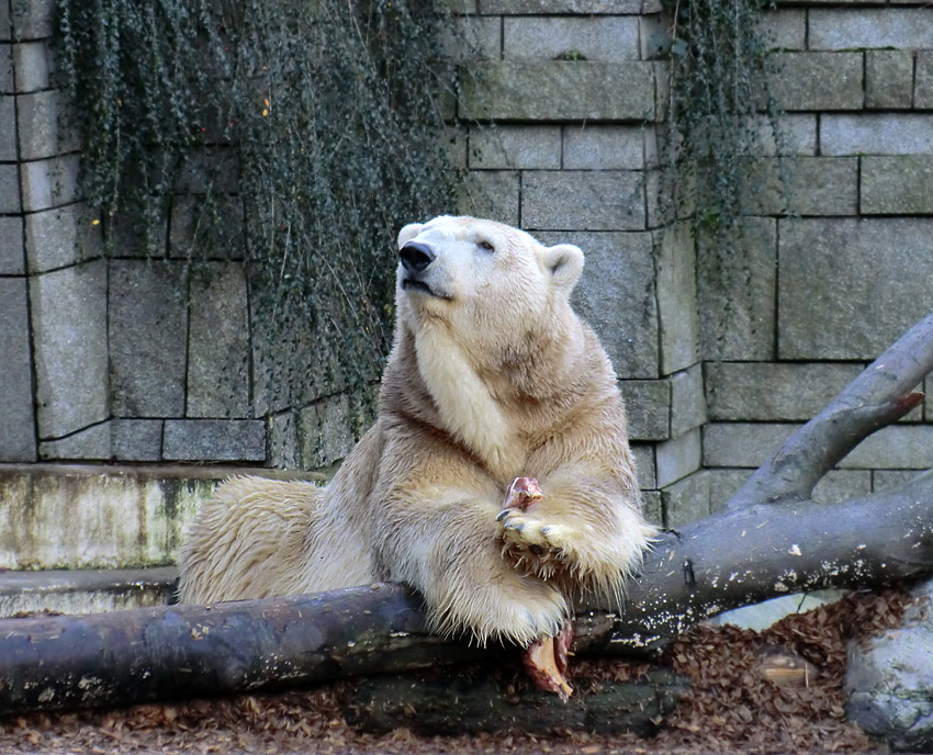 Eisbär LARS am 28. Dezember 2011 im Wuppertaler Zoo