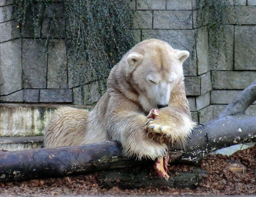 Eisbär LARS am 28. Dezember 2011 im Zoo Wuppertal