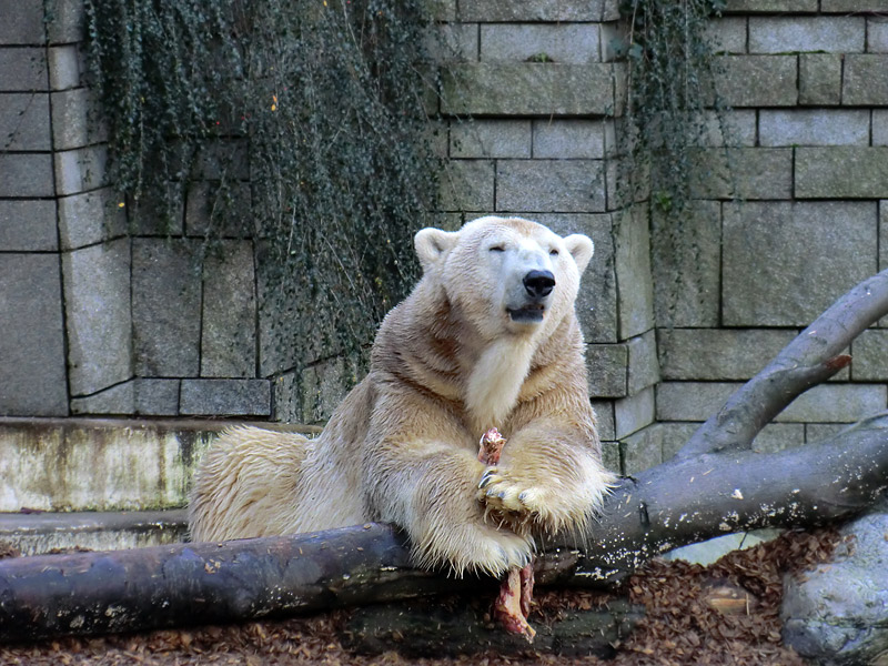 Eisbär LARS am 28. Dezember 2011 im Zoologischen Garten Wuppertal