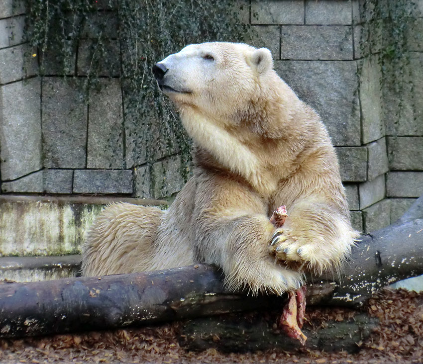 Eisbär LARS am 28. Dezember 2011 im Wuppertaler Zoo