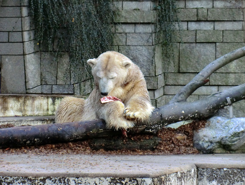 Eisbär LARS am 28. Dezember 2011 im Zoo Wuppertal