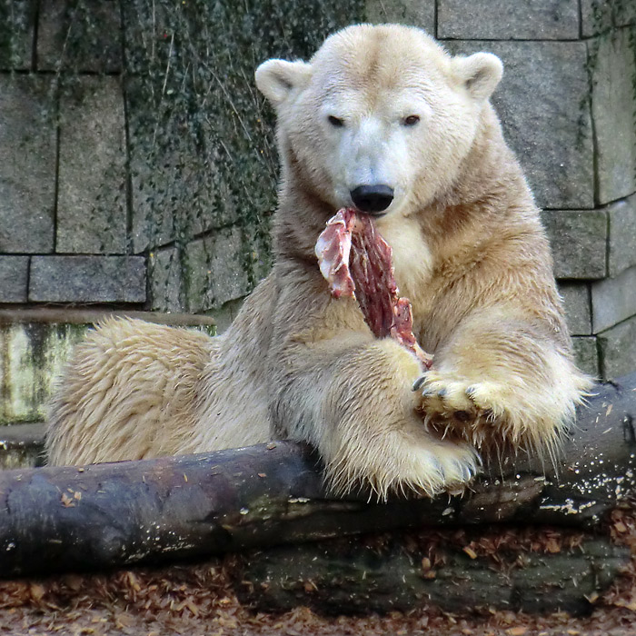 Eisbär LARS auf der großen Freianlage für Eisbären am 28. Dezember 2011 im Wuppertaler Zoo