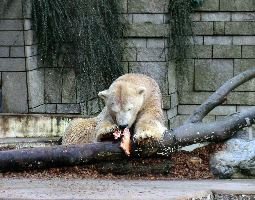 Eisbär LARS am 28. Dezember 2011 im Wuppertaler Zoo