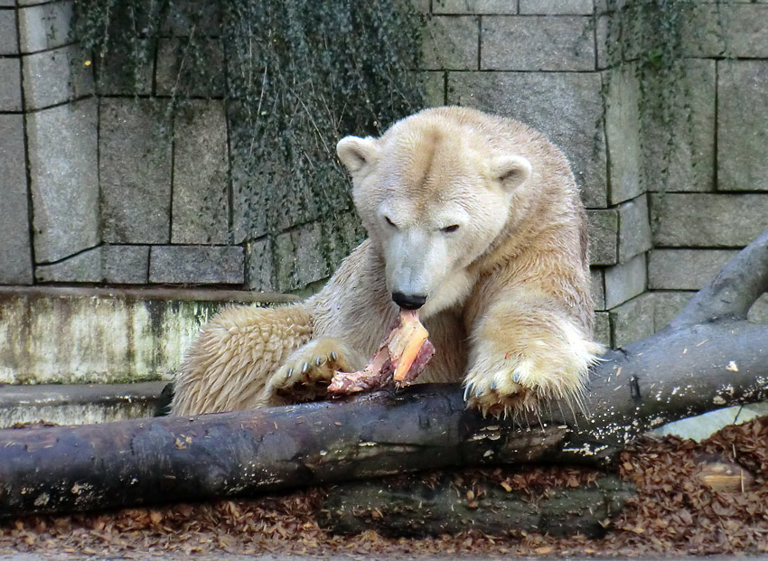 Eisbär LARS am 28. Dezember 2011 im Zoo Wuppertal