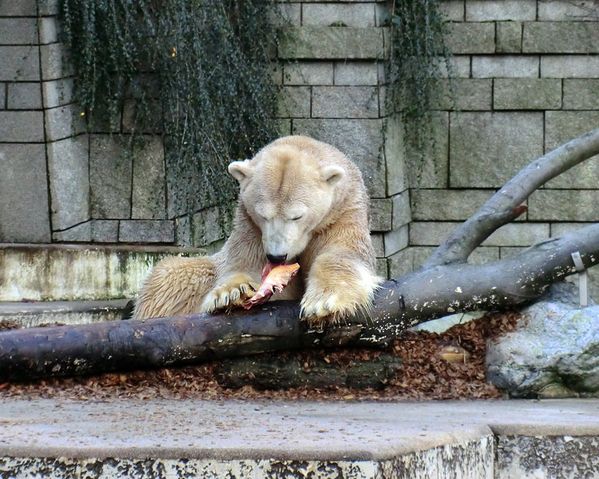 Eisbär LARS am 28. Dezember 2011 im Zoologischen Garten Wuppertal