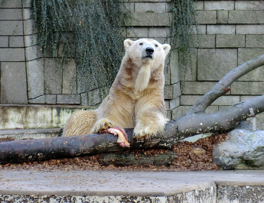 Eisbär LARS am 28. Dezember 2011 im Zoo Wuppertal