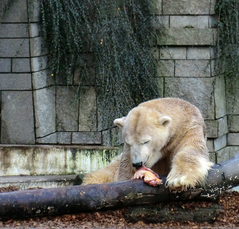 Eisbär LARS am 28. Dezember 2011 im Zoologischen Garten Wuppertal