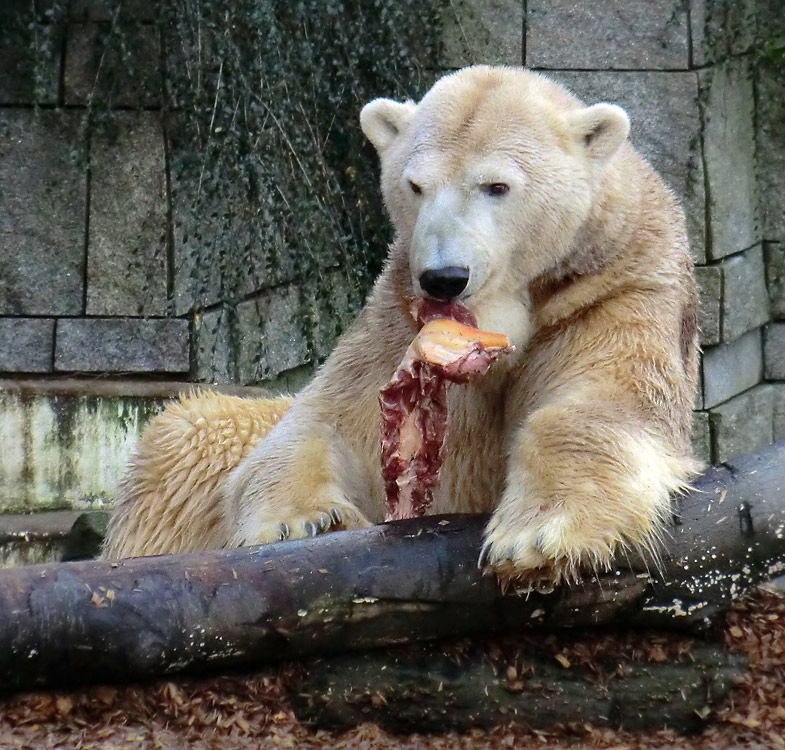 Eisbär LARS am 28. Dezember 2011 im Wuppertaler Zoo