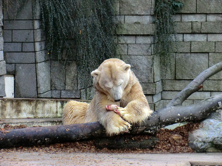 Eisbär LARS am 28. Dezember 2011 im Zoologischen Garten Wuppertal