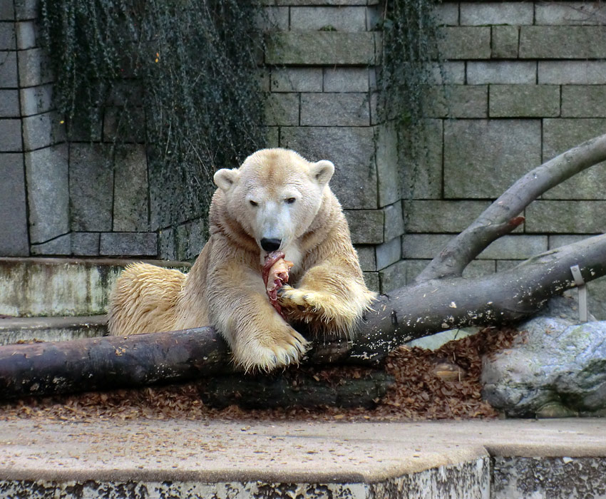 Eisbär LARS am 28. Dezember 2011 im Zoologischen Garten Wuppertal