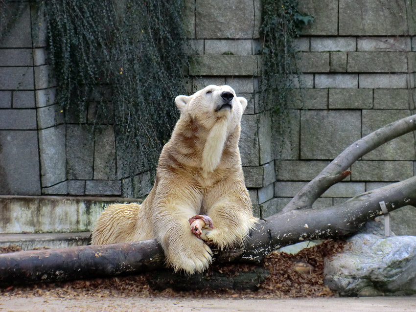 Eisbär LARS am 28. Dezember 2011 im Wuppertaler Zoo