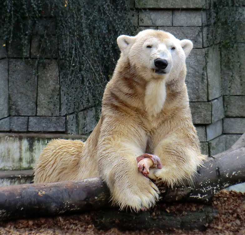 Eisbär LARS am 28. Dezember 2011 im Zoo Wuppertal