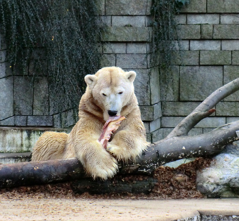 Eisbär LARS am 28. Dezember 2011 im Zoologischen Garten Wuppertal