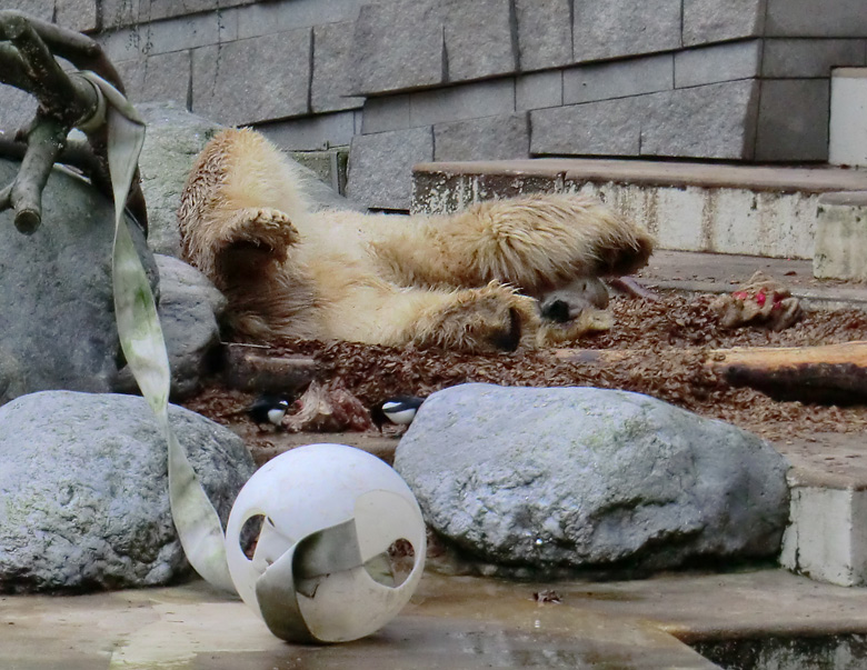 Eisbär LARS am 29. Dezember 2011 im Zoologischen Garten Wuppertal