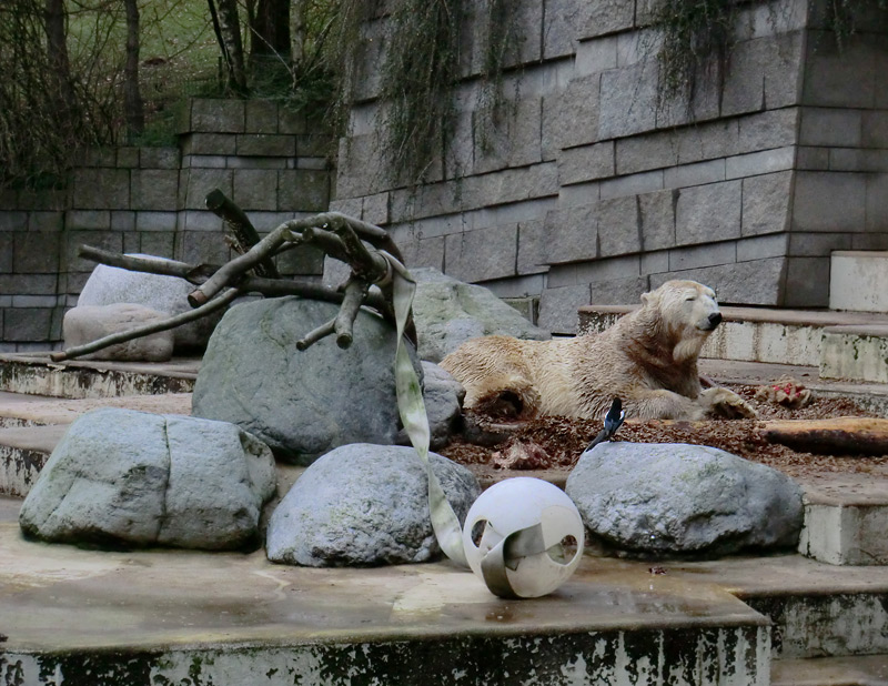 Eisbär LARS am 29. Dezember 2011 im Zoologischen Garten Wuppertal