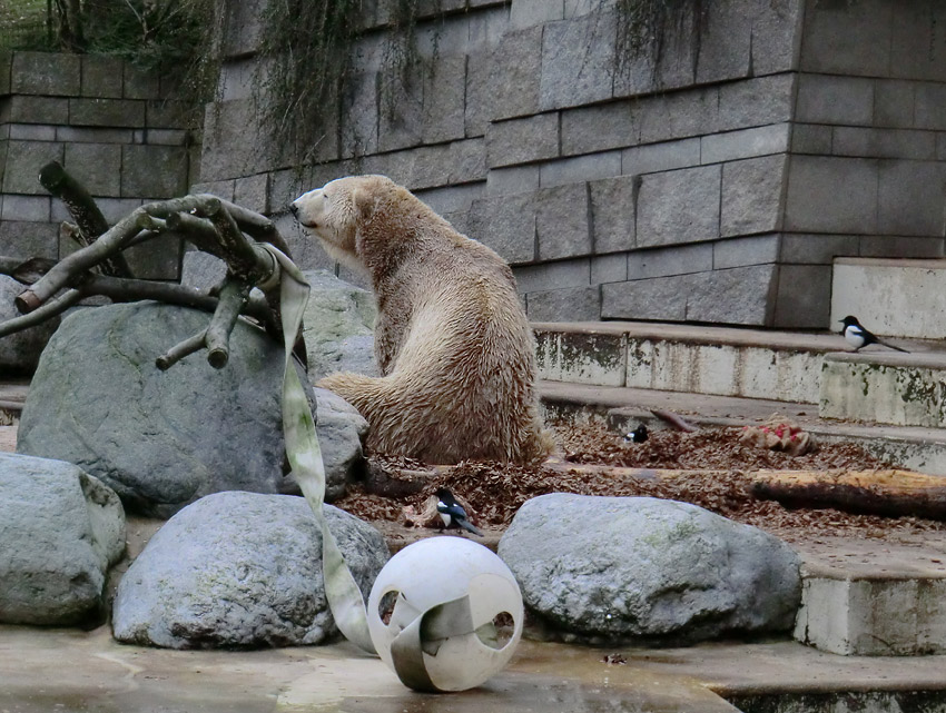 Eisbär LARS am 29. Dezember 2011 im Zoo Wuppertal