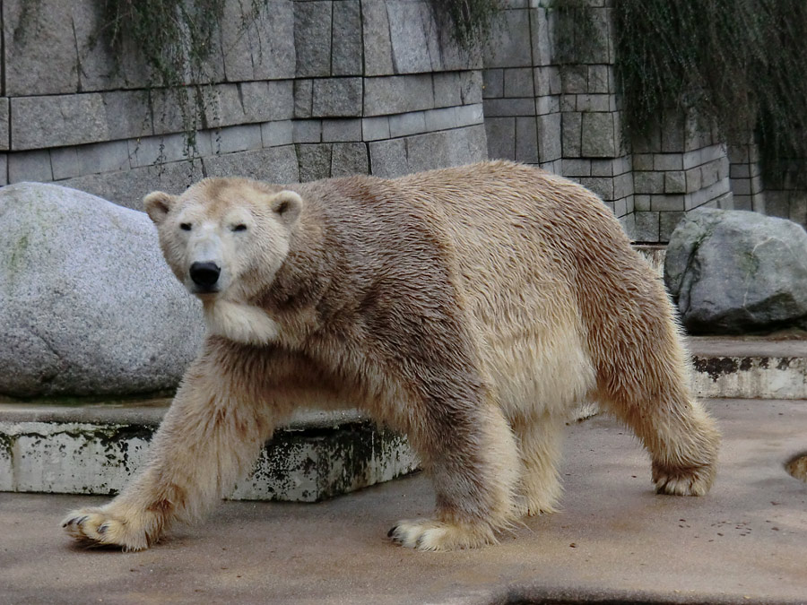 Eisbär LARS am 29. Dezember 2011 im Wuppertaler Zoo