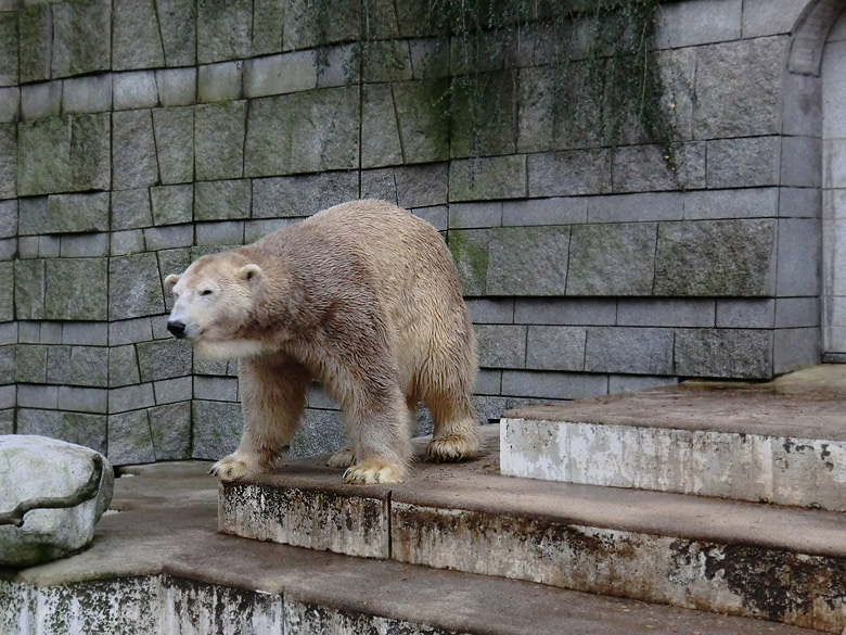 Eisbär LARS am 29. Dezember 2011 im Zoo Wuppertal