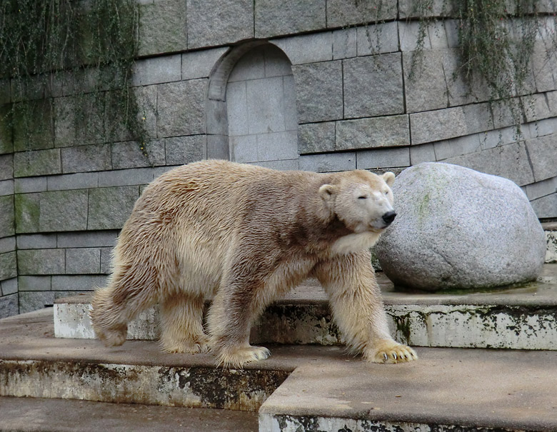 Eisbär LARS am 29. Dezember 2011 im Zoologischen Garten Wuppertal
