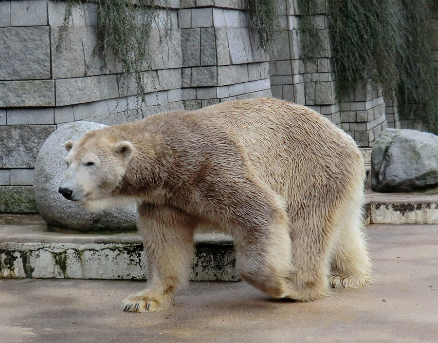 Eisbär LARS am 29. Dezember 2011 im Wuppertaler Zoo