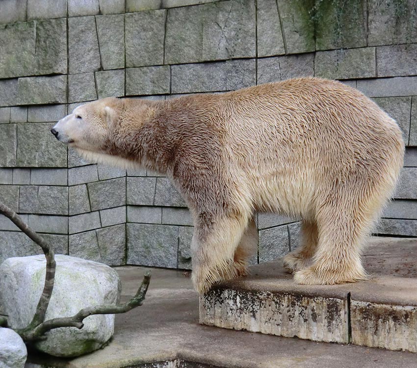 Eisbär LARS am 29. Dezember 2011 im Zoo Wuppertal