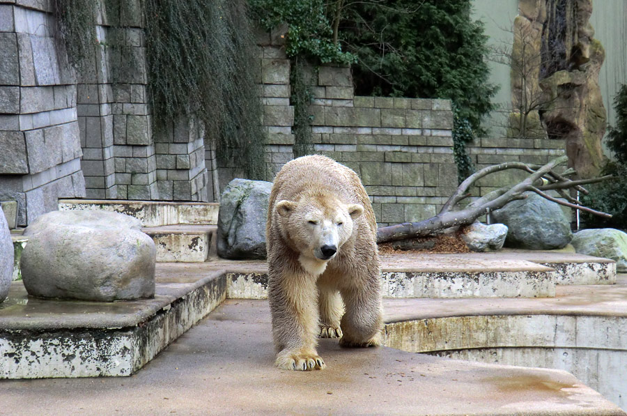 Eisbär LARS am 29. Dezember 2011 im Zoologischen Garten Wuppertal