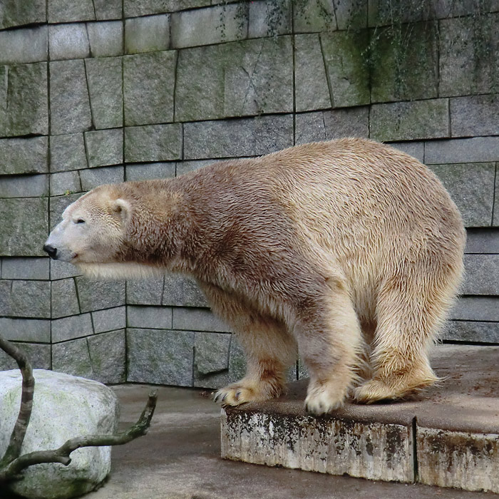 Eisbär LARS auf der großen Freianlage für Eisbären am 29. Dezember 2011 im Wuppertaler Zoo