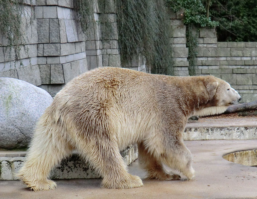 Eisbär LARS am 29. Dezember 2011 im Wuppertaler Zoo