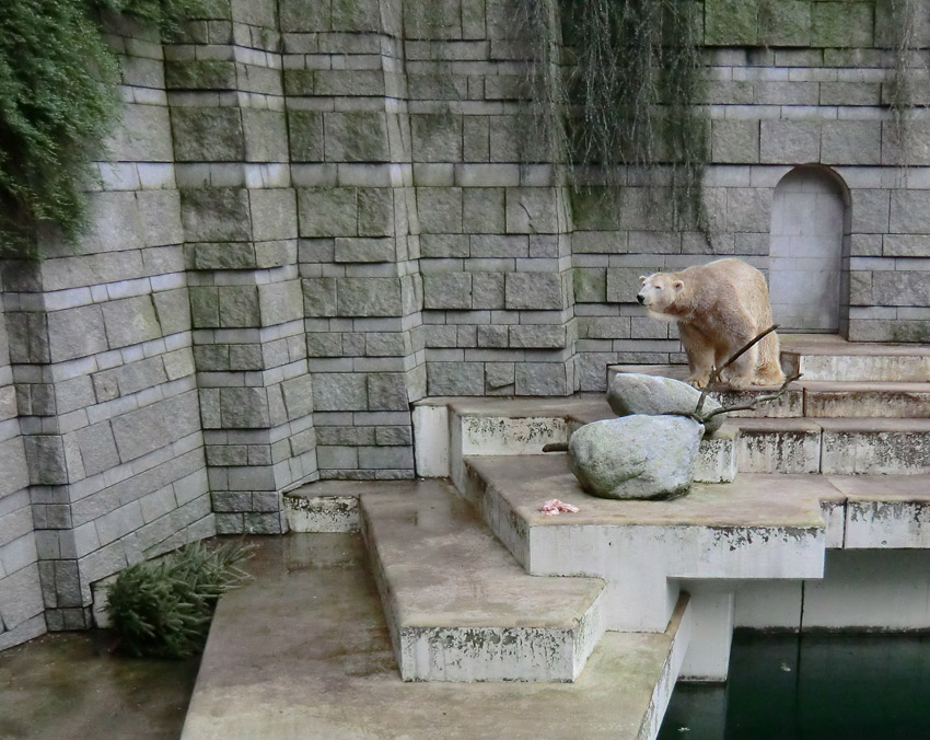 Eisbär LARS am 29. Dezember 2011 im Zoologischen Garten Wuppertal