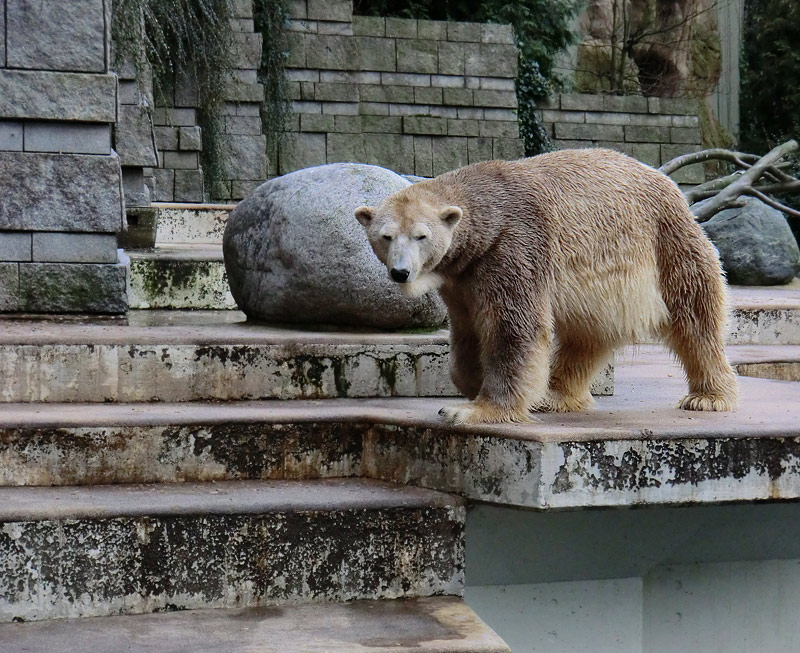 Eisbär LARS am 29. Dezember 2011 im Wuppertaler Zoo