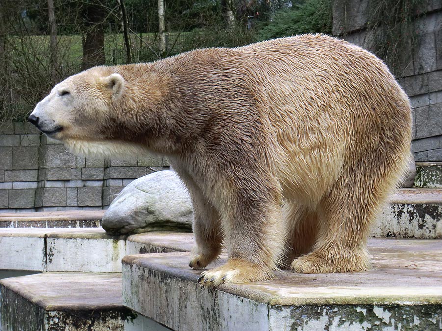 Eisbär LARS am 29. Dezember 2011 im Zoologischen Garten Wuppertal