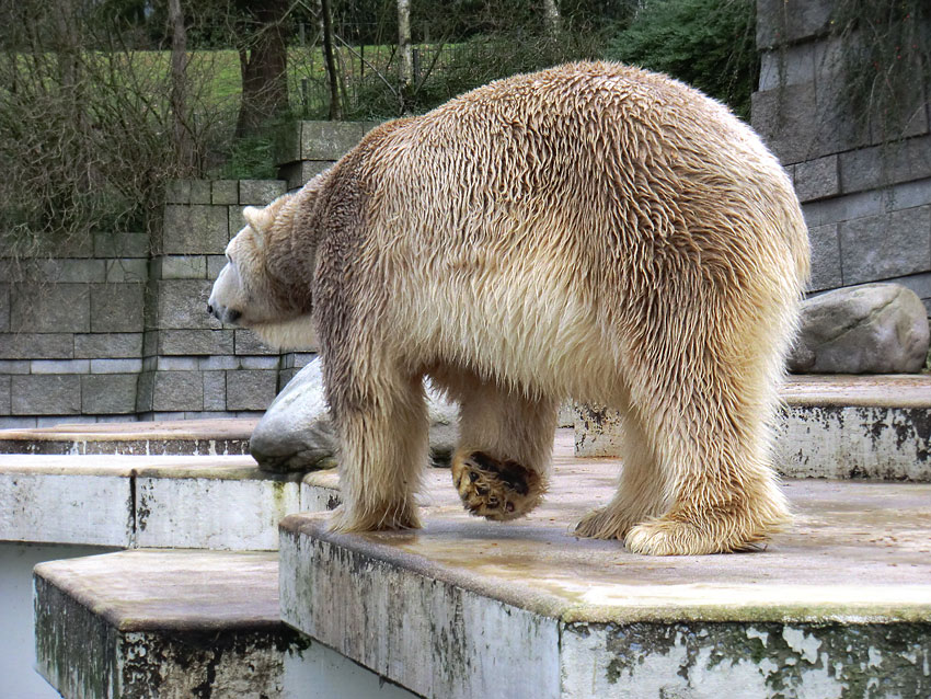 Eisbär LARS am 29. Dezember 2011 im Wuppertaler Zoo