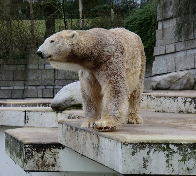 Eisbär LARS am 29. Dezember 2011 im Zoo Wuppertal
