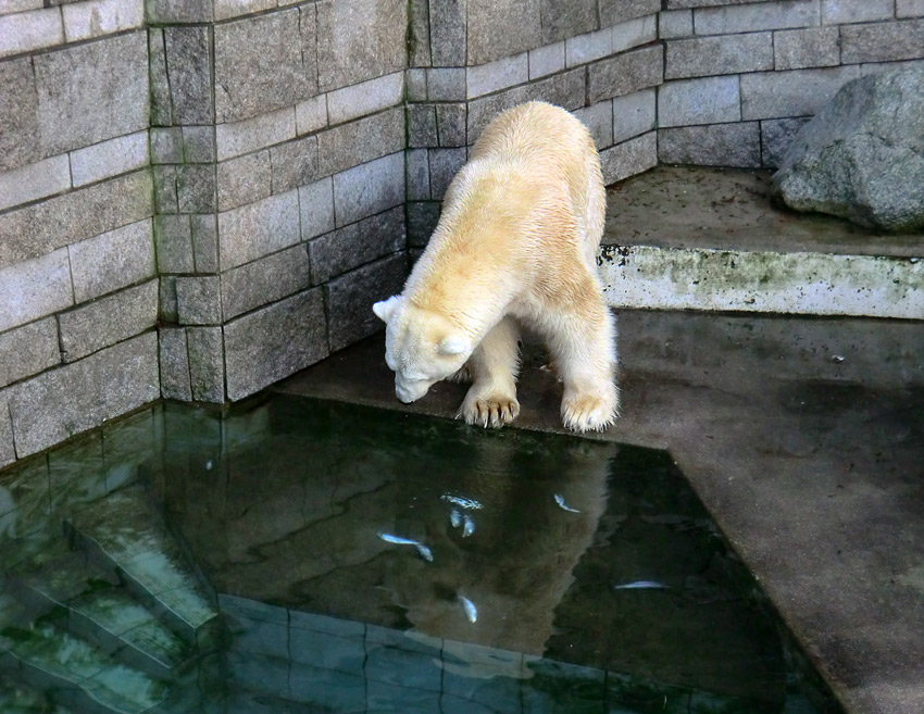 Eisbär LARS am 6. Januar 2012 im Zoo Wuppertal