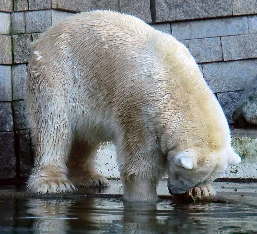 Eisbär LARS am 6. Januar 2012 im Wuppertaler Zoo