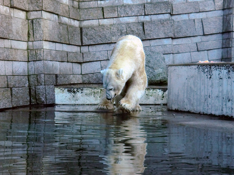 Eisbär LARS am 6. Januar 2012 im Zoo Wuppertal