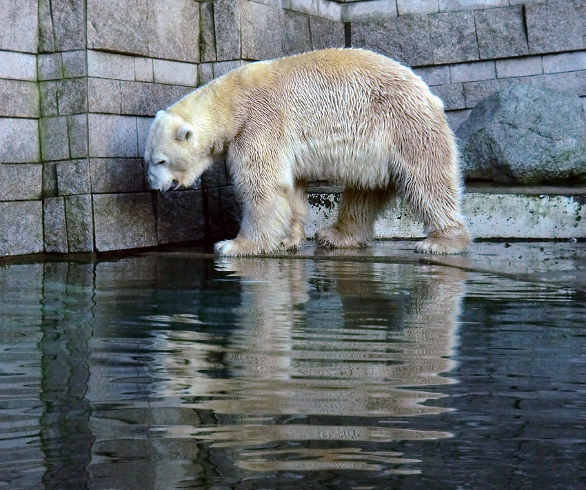 Eisbär LARS am 6. Januar 2012 im Zoologischen Garten Wuppertal