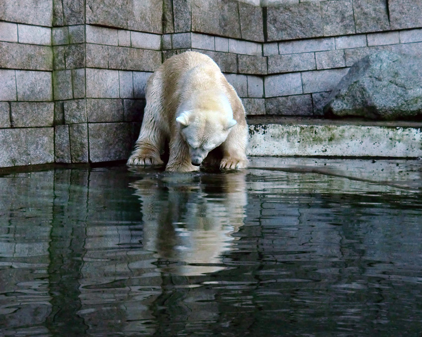 Eisbär LARS am 6. Januar 2012 im Wuppertaler Zoo