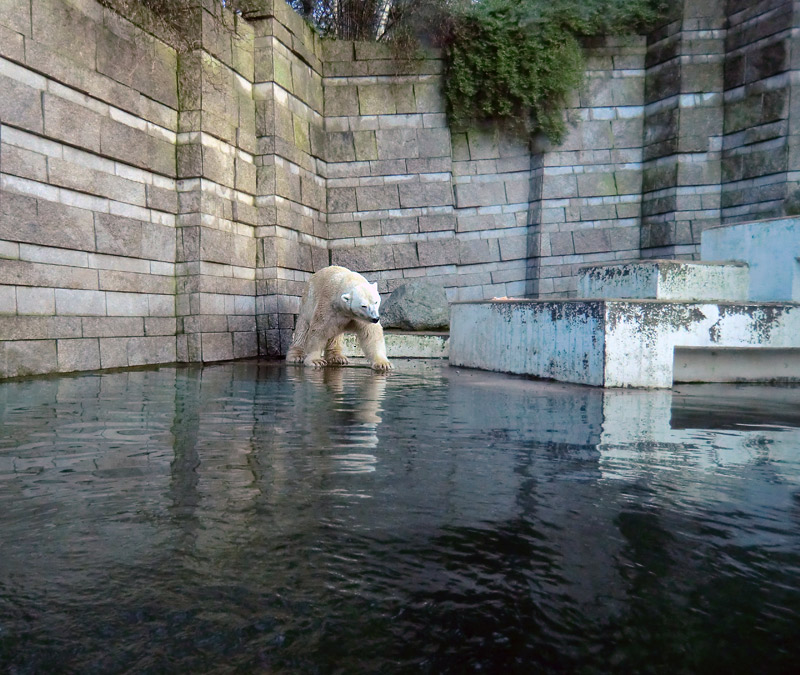 Eisbär LARS am 6. Januar 2012 im Zoologischen Garten Wuppertal