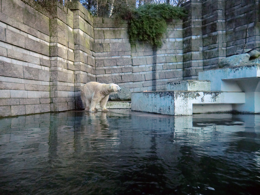 Eisbär LARS am 6. Januar 2012 im Wuppertaler Zoo