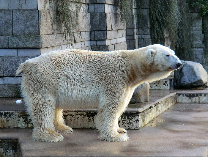 Eisbär LARS auf der großen Freianlage für Eisbären am 6. Januar 2012 im Wuppertaler Zoo