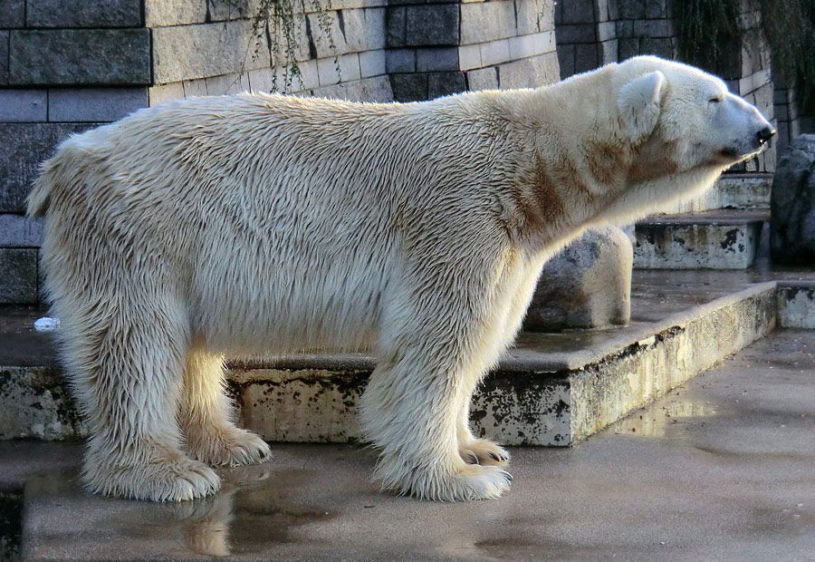 Eisbär LARS am 6. Januar 2012 im Zoologischen Garten Wuppertal