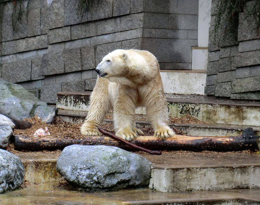 Eisbär LARS am 7. Januar 2012 im Zoo Wuppertal