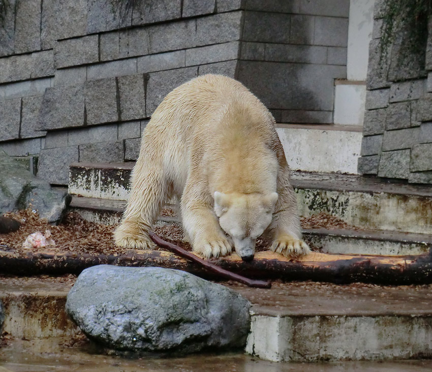 Eisbär LARS am 7. Januar 2012 im Zoologischen Garten Wuppertal