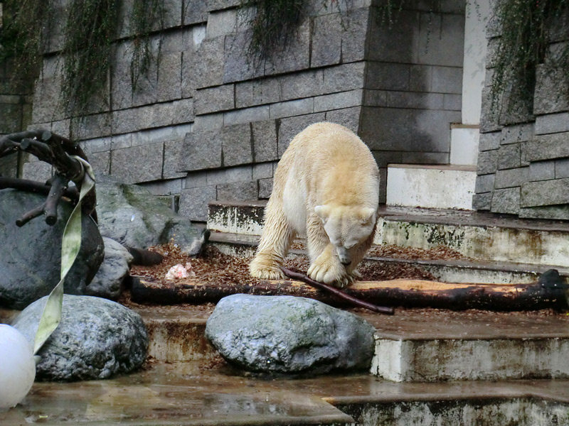Eisbär LARS am 7. Januar 2012 im Zoo Wuppertal