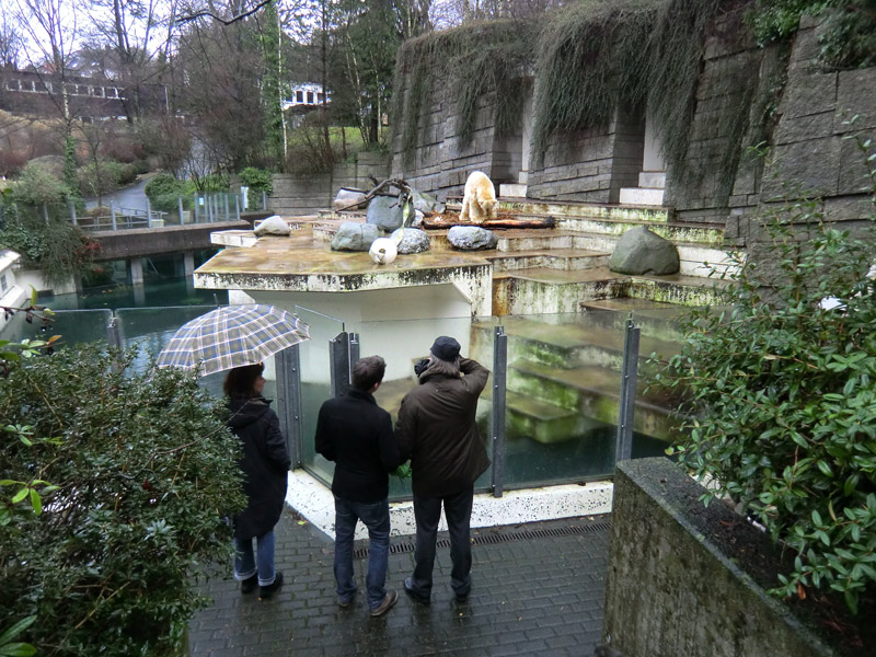 Eisbär LARS am 7. Januar 2012 im Zoologischen Garten Wuppertal