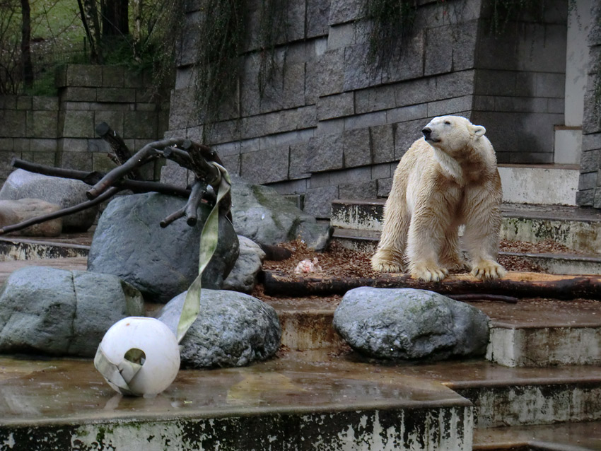 Eisbär LARS am 7. Januar 2012 im Wuppertaler Zoo