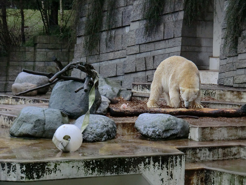 Eisbär LARS am 7. Januar 2012 im Zoo Wuppertal