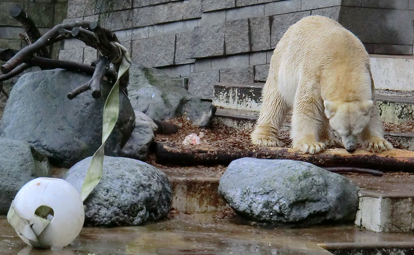 Eisbär LARS am 7. Januar 2012 im Zoologischen Garten Wuppertal