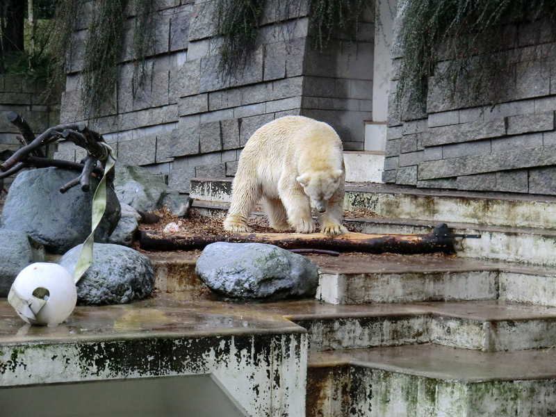 Eisbär LARS am 7. Januar 2012 im Wuppertaler Zoo
